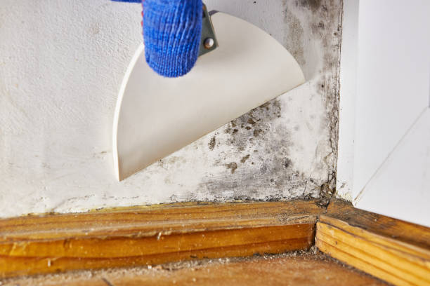 Dehumidification Services in Sea Cliff, NY