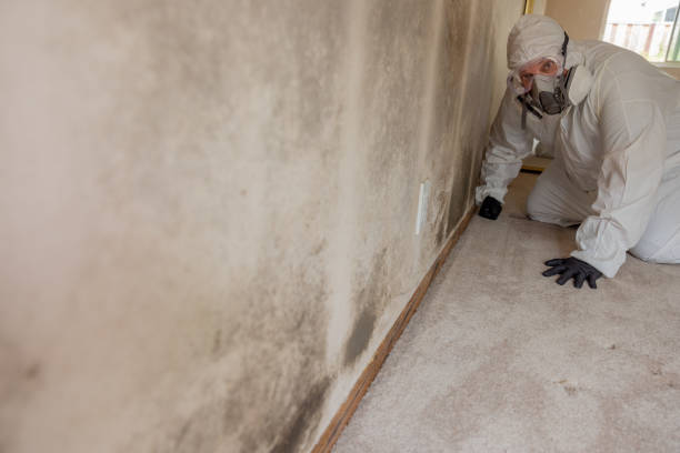 Best Air Quality Testing for Mold Spores  in Sea Cliff, NY
